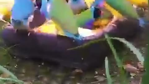 birds eat food