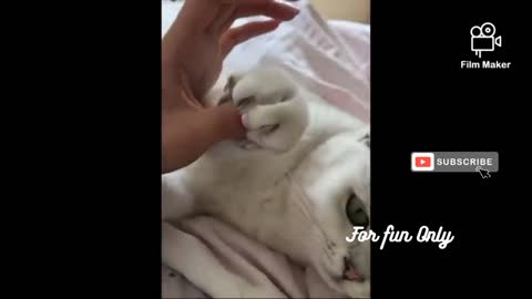 Funny Animals Videos