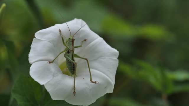 The grasshopper is on the flower