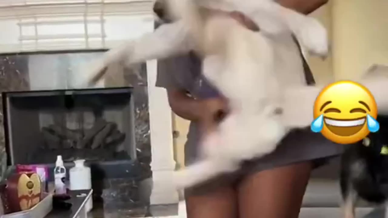 Dogs making fun movements inside the house