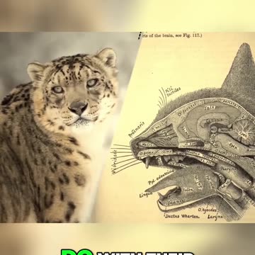 The Fascinating Feeding Habits of Eels: An Unexpected Predatory Technique