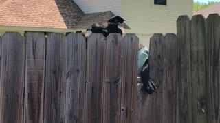 Sweater-Wearing Doggy Is a Skilled Climber