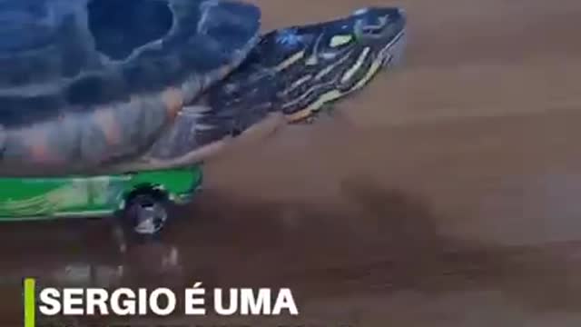 Sergio é uma tartaruga muito peculiar, pois adora velocidade e nadar em sua piscina personalizada.