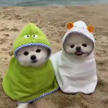 Dedicated to animal lovers