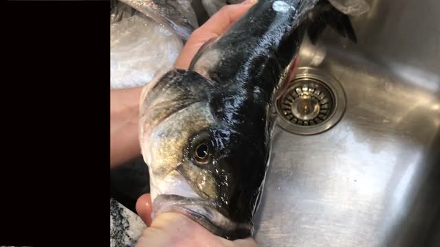 Mackerel Found in Bass