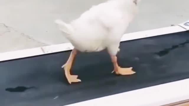 This duck's incredible MOONWALK will remind you of Michael Jackson