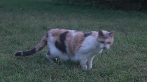 Cat 🐈 video | Cartoon animals 😇 | #animals | #shorts