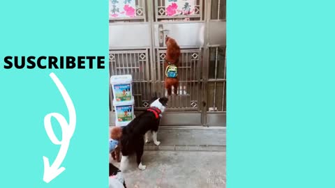 Funny Dog