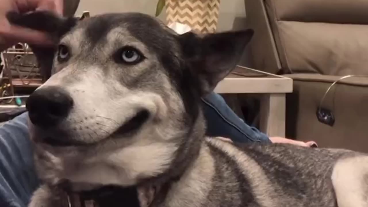 The smile every time he gets ear scratches.. 😊