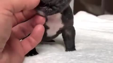mini pitbull dog
