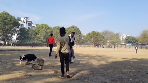 🐕 play cricket
