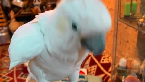 A parrot knows to respond to an applause