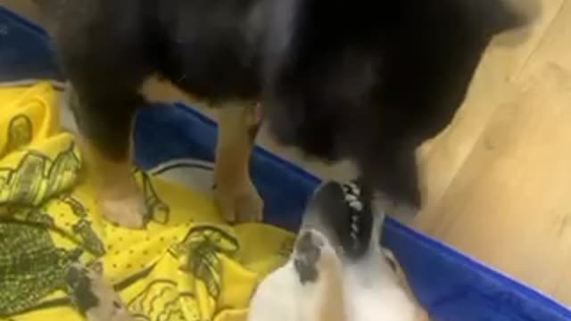 Dog dentist