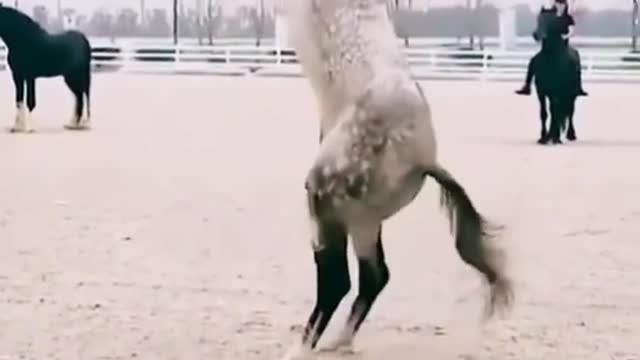 Perfect Horse Rider