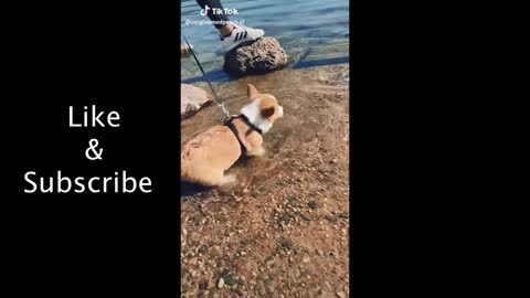 Dogs TikTok Compilations