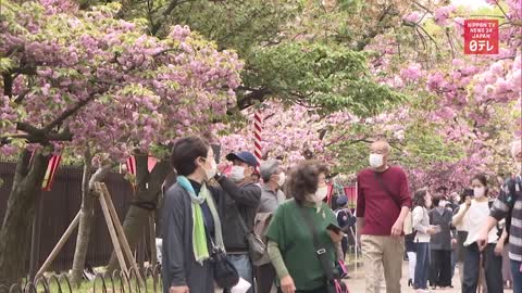 Cherry blossom viewing at Osaka's Japan Mint