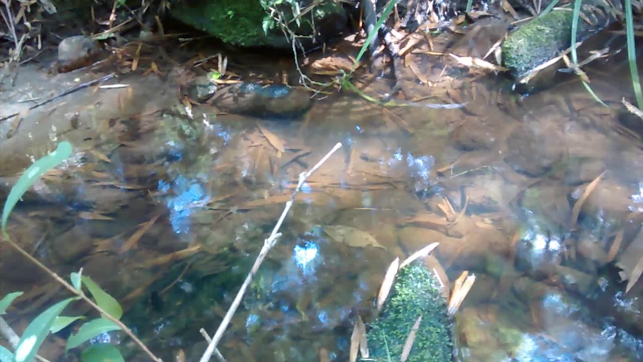 source of the Atlantic Forest of São Paulo.