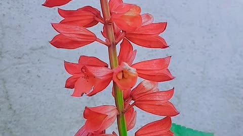 Beautiful flower