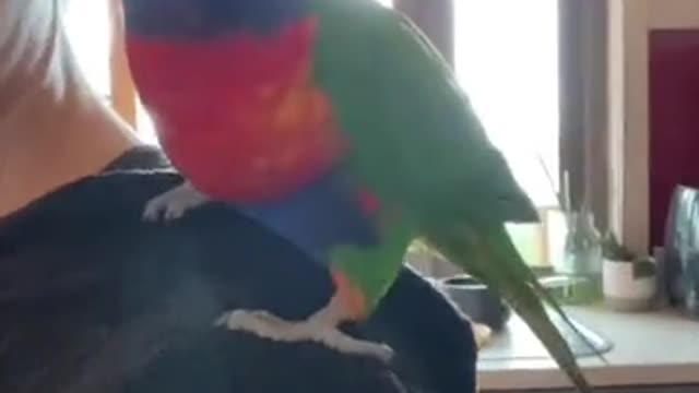 We got adopted by a rainbow lorikeet! 🌈😍🦜