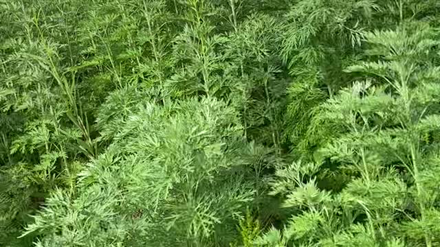 lots of grass