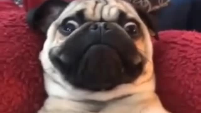 check out this very funny and cute animals compilation 🤣🤣🤣