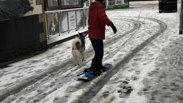 Doggy Powered Snowboard