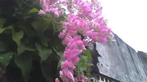 Amor agarradinho em cima do muro perto da floresta, linda flor rosa! [Nature & Animals]