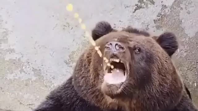 tasty juice drinking bear