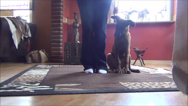 12 weeks old puppy is learning sit, stay, twist ....