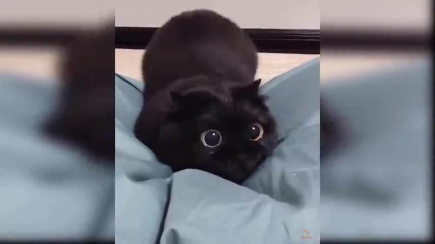 Baby-cats-cute-and-funny-videos🤣🤣😂😂