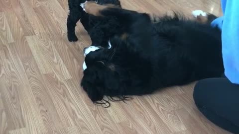 Black dog lays down and puts his paw on his sister