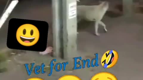 Dog's funny acting