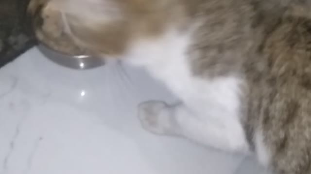 My kitty funny video