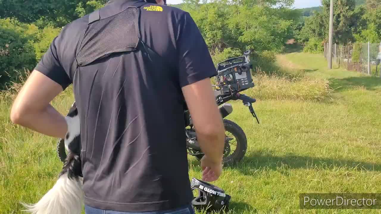 The cutest cute dog on a motorbike