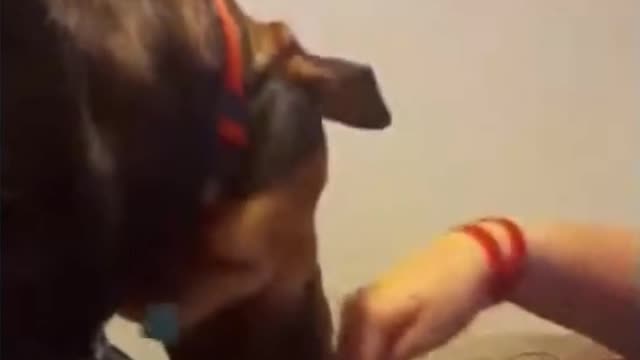 bibip