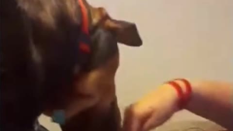 bibip