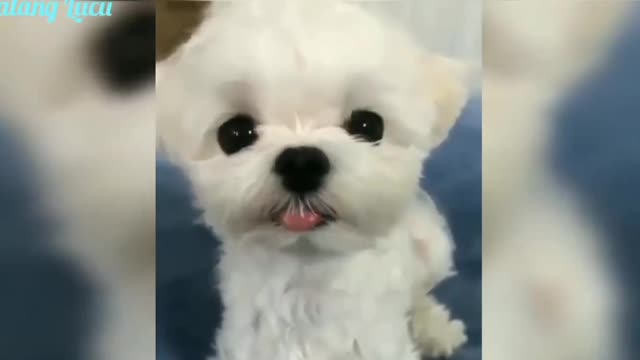 Cute dog😁😁😊😊#20