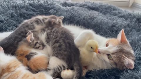 Mom Cat Adopted Baby Chicken as her Kitten!