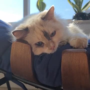 good morning guys, look how cute 😻