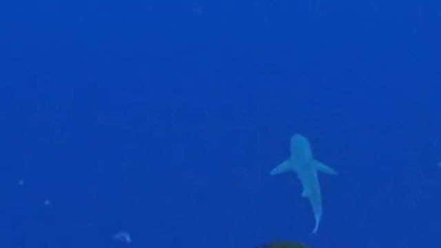 Does this trigger yourthalassophobia?