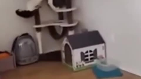 Husky Climbs The Cat Tree and Makes Mischief #shorts