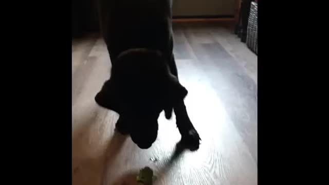 Black Lab Hates Broccoli!