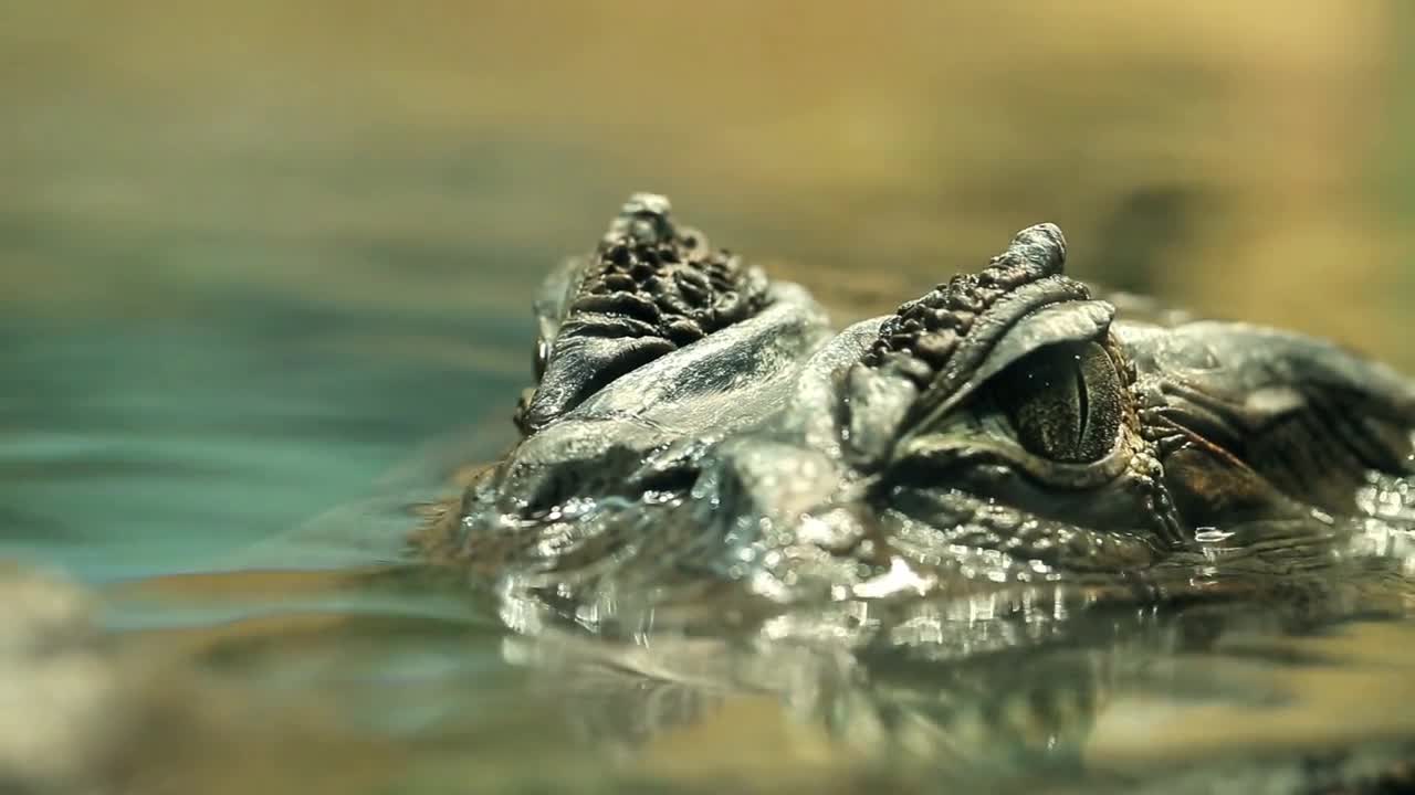 Alligator is a large crocodile in the water