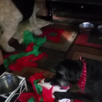 Dogs Love Christmas