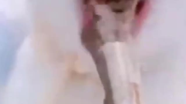 ❤❤❤VIDEOS GRACIOSOS 2021🤣🤣🤣 [Animales Divertidos]❤❤❤ SUSCRÍBETE
