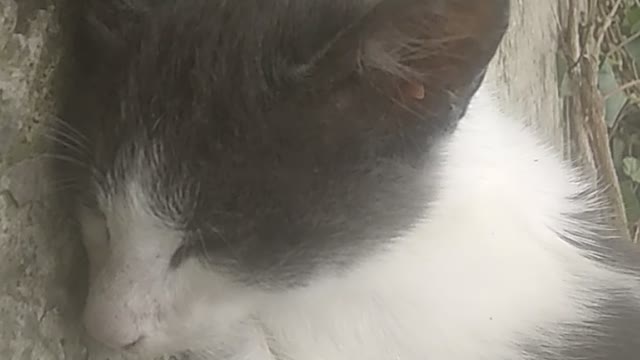 cute cat