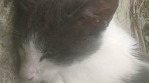 cute cat