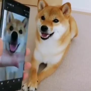Cutest dog video ever seen
