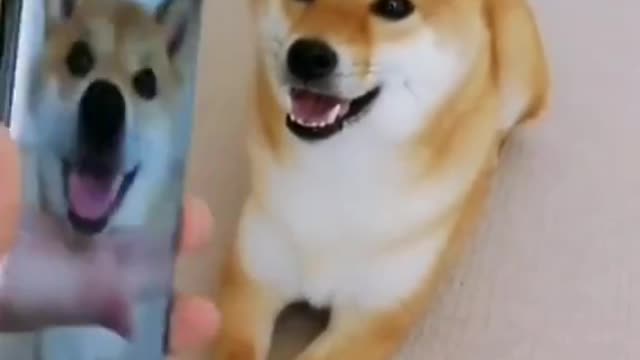 Cutest dog video ever seen