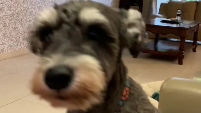 Mini Schnauzer is bossy